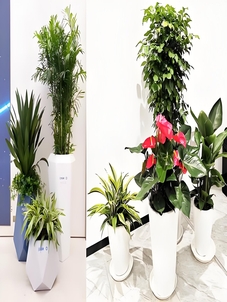 宁波海曙植物租摆价格实惠